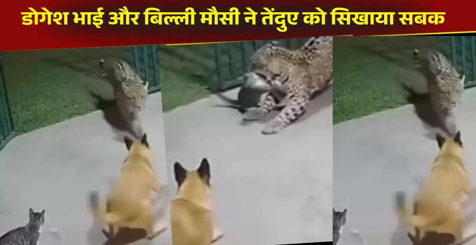 कुत्ते और बिल्ली ने मिलकर तेंदुए को दी मात, वायरल वीडियो ने किया सबको हैरान