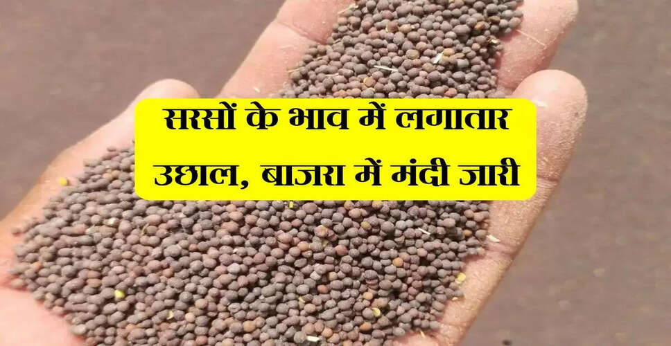 अलवर मंडी में कृषि उपज के भाव: बाजरा में गिरावट, सरसों में तेजी