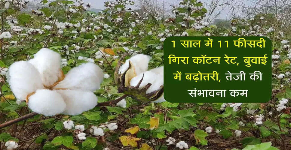 कपास की कीमतों में गिरावट: भारत में बुवाई में वृद्धि