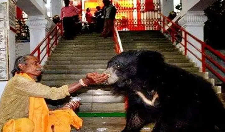 भालुओं का परिवार रोजाना चंडी देवी के मंदिर में करता है दर्शन
