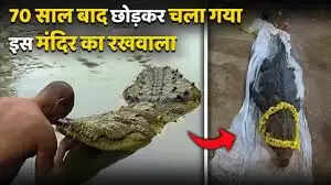 शाकाहारी मगरमच्छ बाबिया का निधन: मंदिर की सुरक्षा का प्रतीक