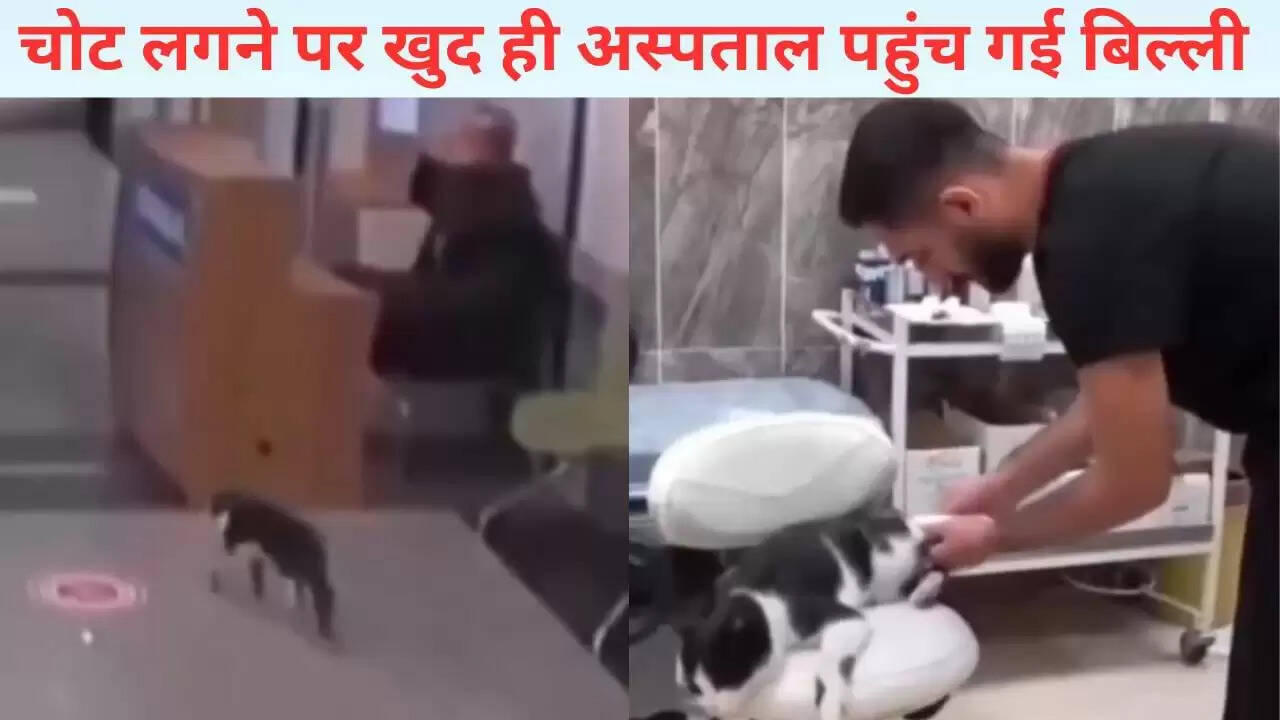 बिल्ली ने खुद अस्पताल जाकर कराया इलाज, वायरल हुआ वीडियो