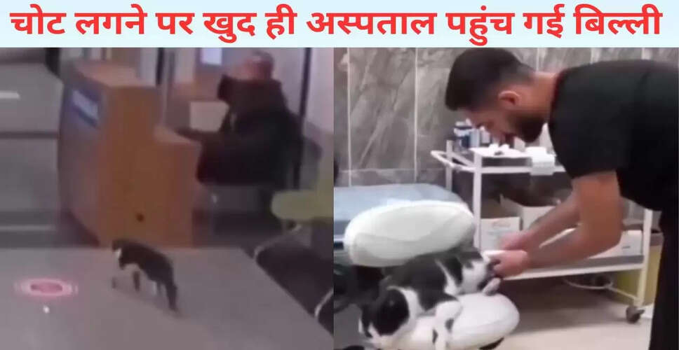 बिल्ली ने खुद अस्पताल जाकर कराया इलाज, वायरल हुआ वीडियो