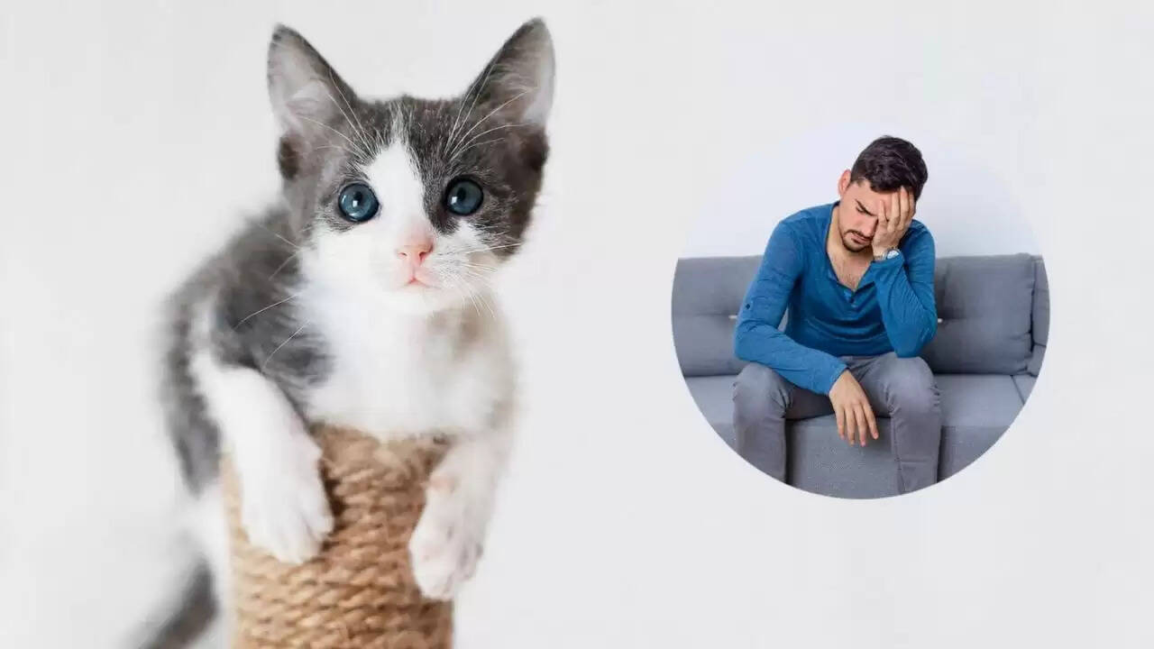 बिल्ली पालने से स्किज़ोफ्रेनिया का खतरा: नई ऑस्ट्रेलियाई रिसर्च में खुलासा