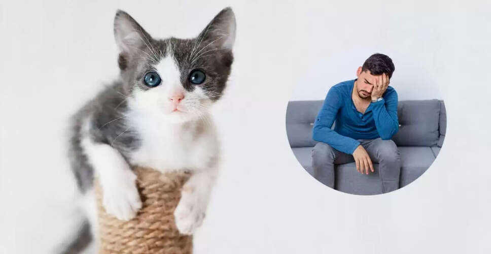 बिल्ली पालने से स्किज़ोफ्रेनिया का खतरा: नई ऑस्ट्रेलियाई रिसर्च में खुलासा