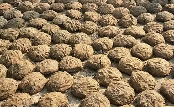 गाय के गोबर से बनी जैविक खाद से किसानों को मिल रहा लाभ