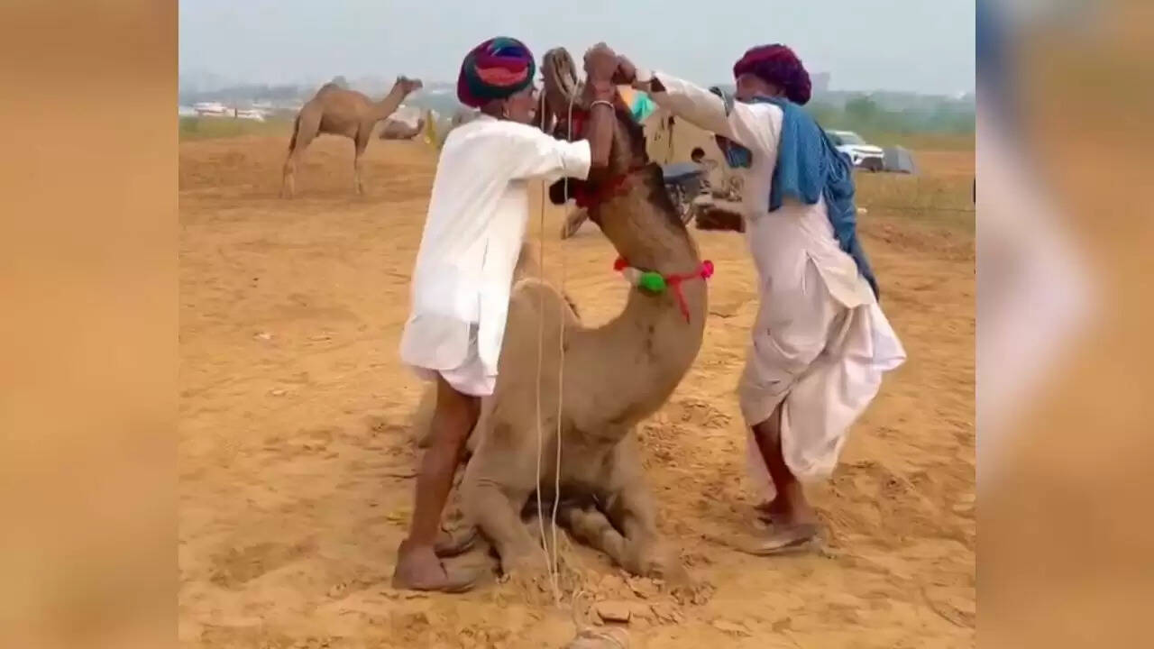 बीमार ऊंट को दवा पिलाने का अनोखा तरीका वायरल