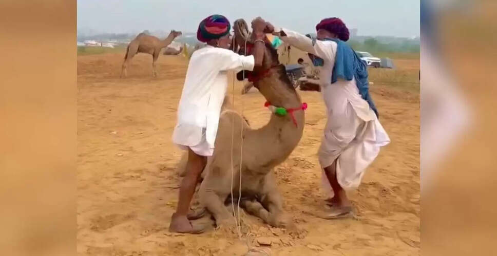 बीमार ऊंट को दवा पिलाने का अनोखा तरीका वायरल