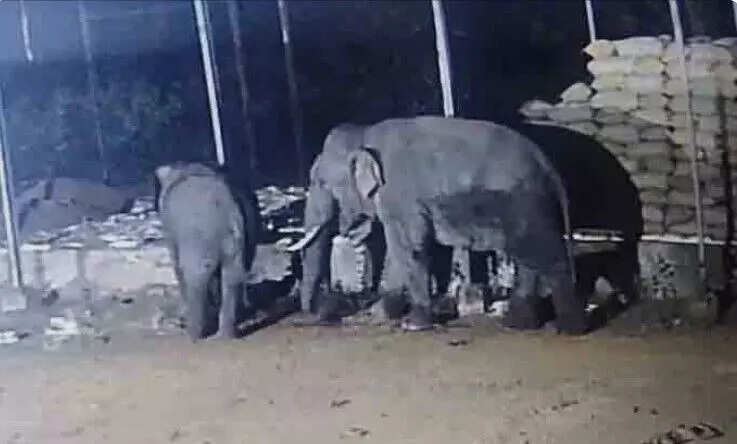 हाथियों का धान खरीदी केंद्र में उत्पात, नुकसान की जांच जारी