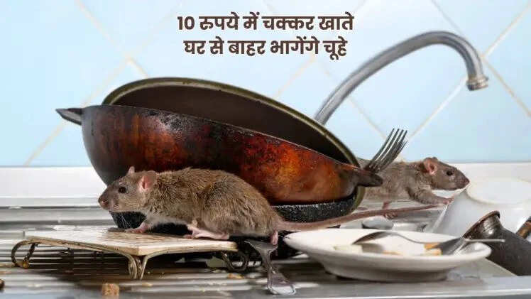 चूहों से छुटकारा पाने का अनोखा तरीका: केले के छिलके का उपयोग