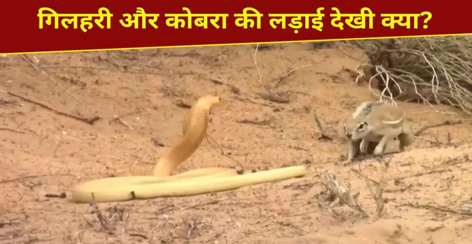 गिलहरी की बहादुरी: कोबरा से भिड़ने वाला वायरल वीडियो