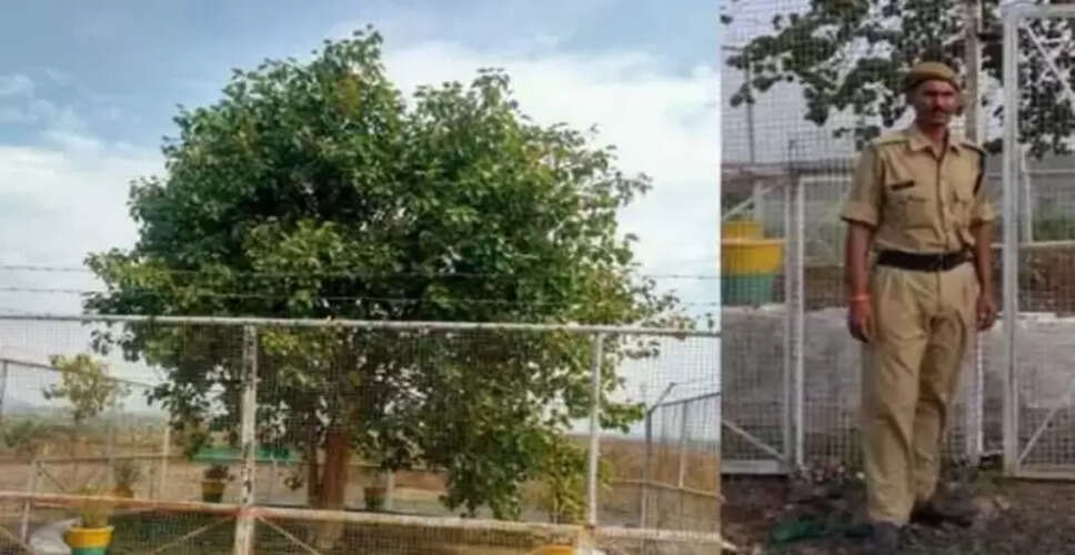 भारत का सबसे अमीर पेड़: 64 करोड़ की सुरक्षा में बोधि वृक्ष