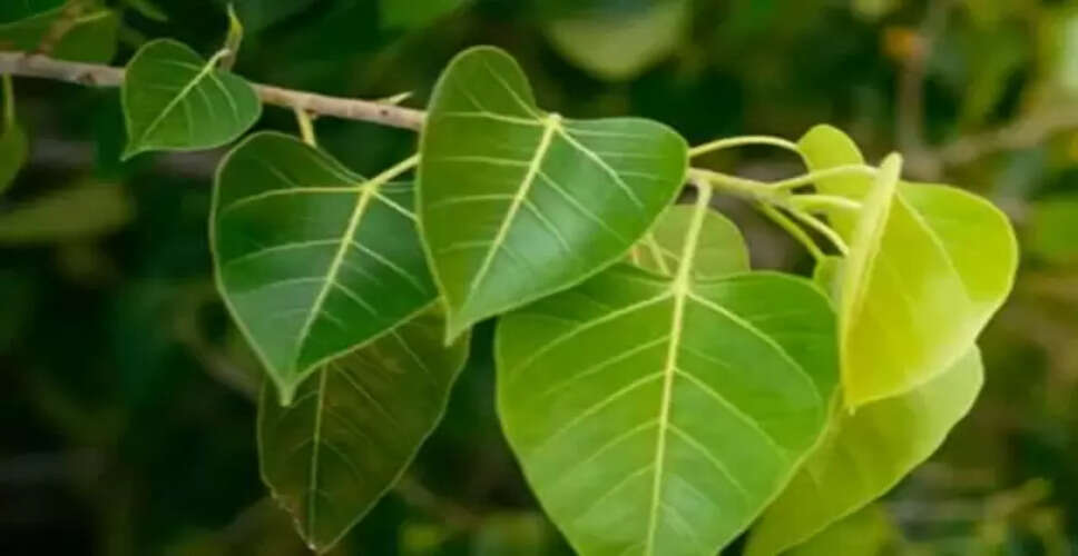 पीपल के पत्तों से हार्ट अटैक के बाद स्वास्थ्य सुधारने का उपाय