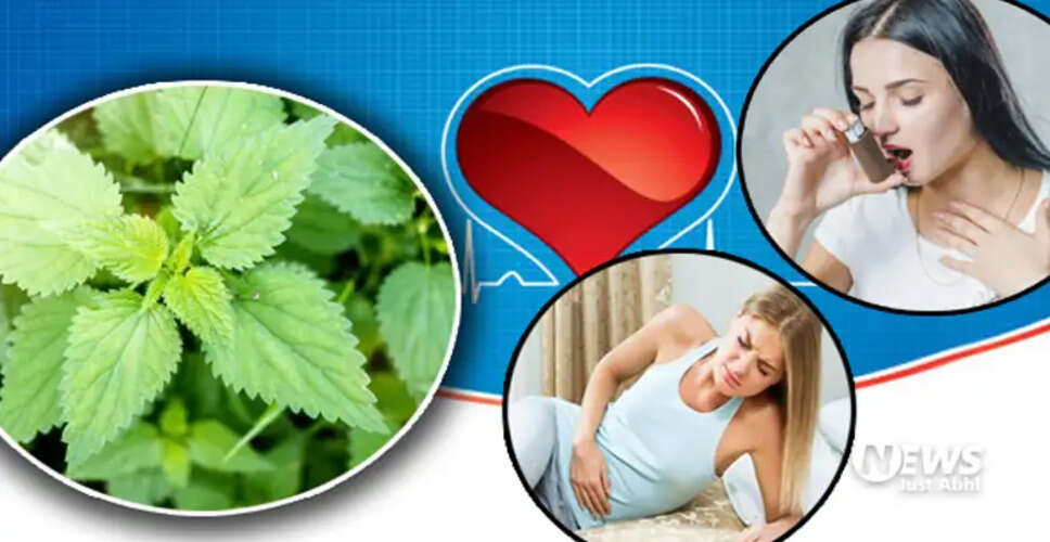 नेटल लीफ: स्वास्थ्य के लिए अद्भुत जड़ी बूटी के फायदे