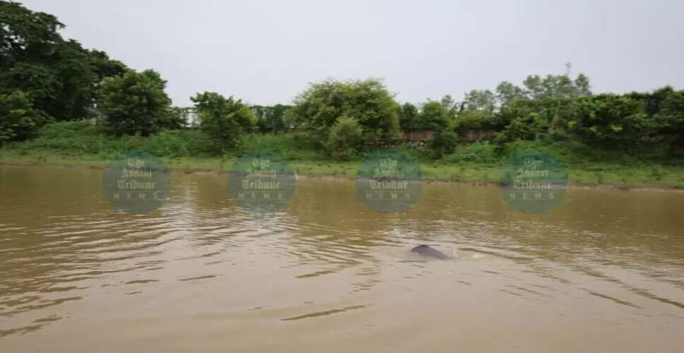 कुलसी नदी में डॉल्फिन के लिए नई उम्मीद, बाथा नदी का जलस्तर बढ़ा