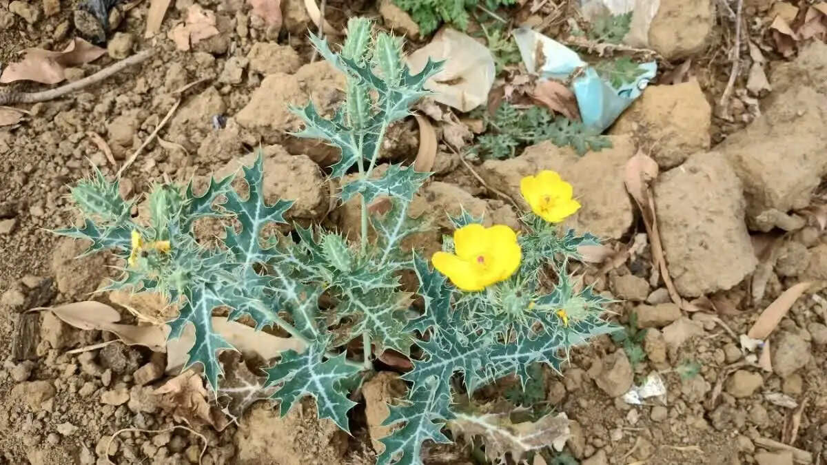 सत्यानासी पौधे के अद्भुत औषधीय गुण और उपयोग