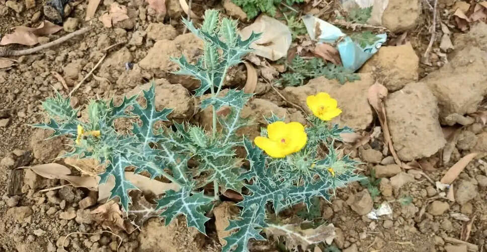 सत्यानासी पौधे के अद्भुत औषधीय गुण और उपयोग