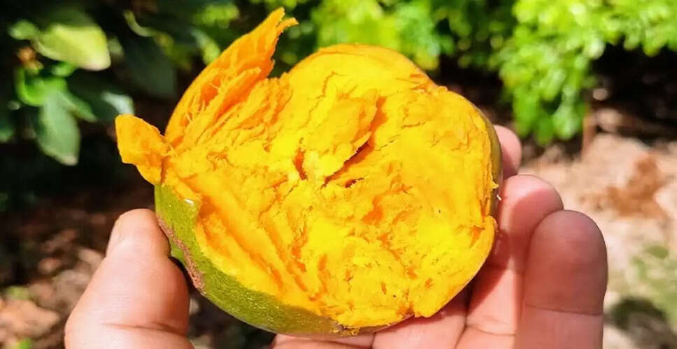 शारीरिक और यौन स्वास्थ्य के लिए शिलाजीत और लुकुमा के अद्भुत लाभ