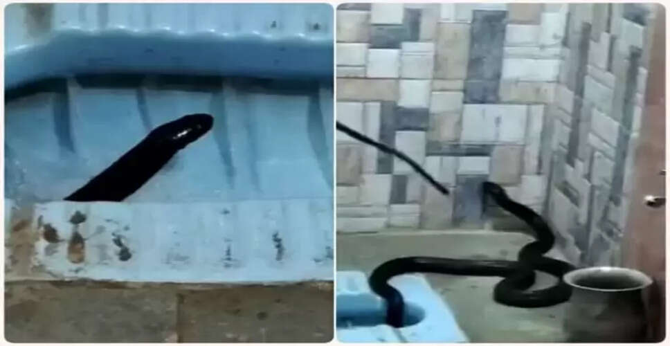 कोबरा सांप ने टॉयलेट में मचाई अफरा-तफरी, रेस्क्यू टीम ने किया सुरक्षित बचाव