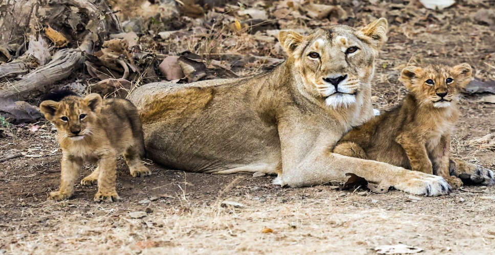 अमरेली में शेर के शावकों की मौत के बाद वन विभाग ने उठाए कदम