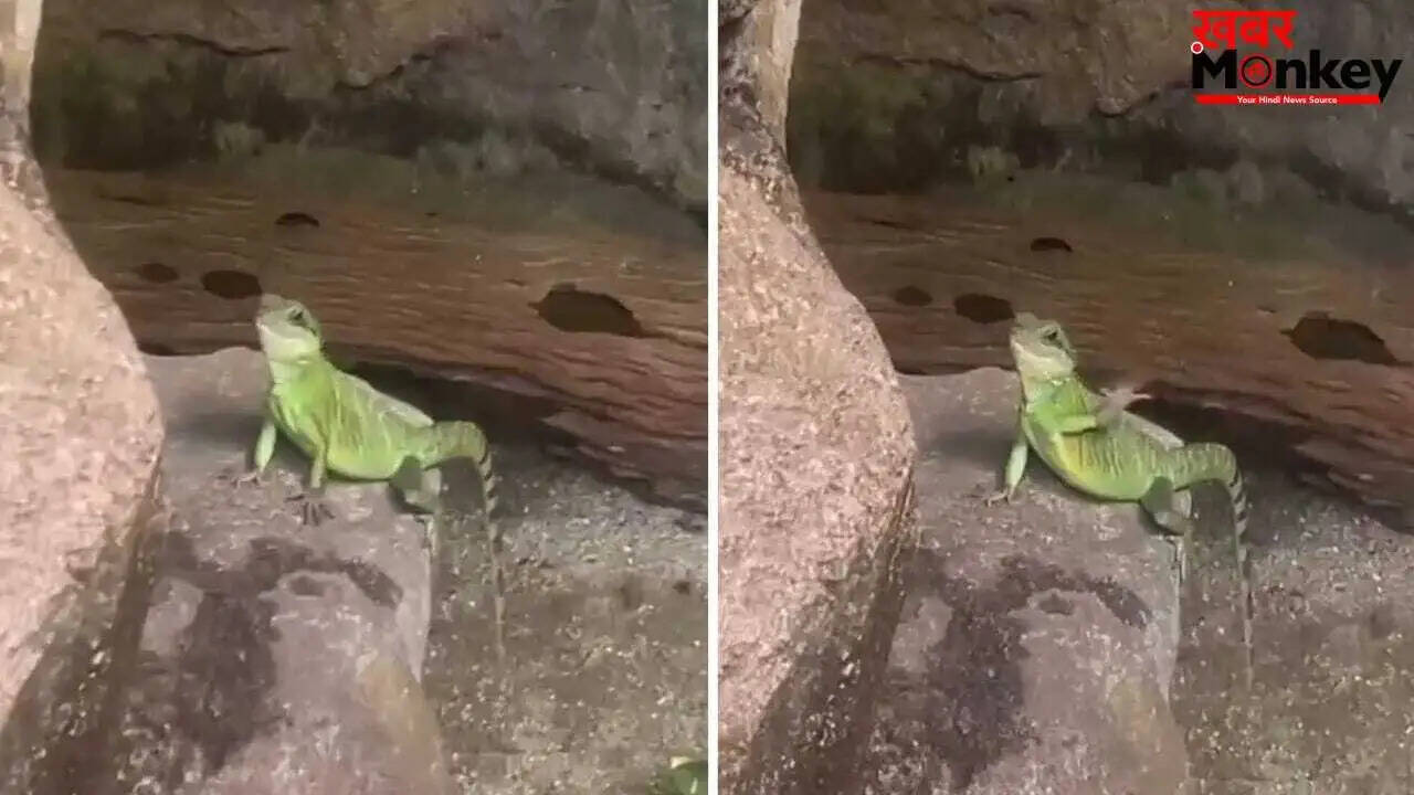 इगुआना का अनोखा विदाई अंदाज, वीडियो ने सोशल मीडिया पर मचाया हंगामा