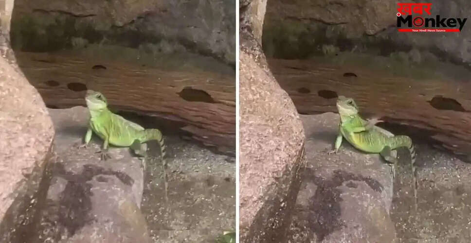 इगुआना का अनोखा विदाई अंदाज, वीडियो ने सोशल मीडिया पर मचाया हंगामा