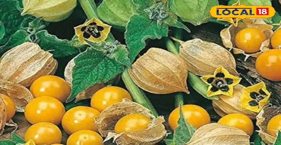 रसभरी: प्राचीन आयुर्वेद का एक अनमोल फल