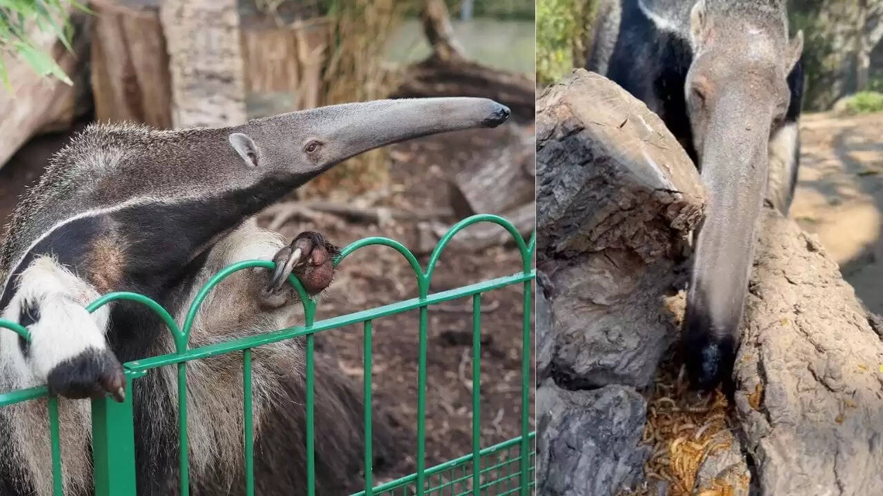 चींटीखोर का हैरान करने वाला वीडियो: कीड़ों का काल