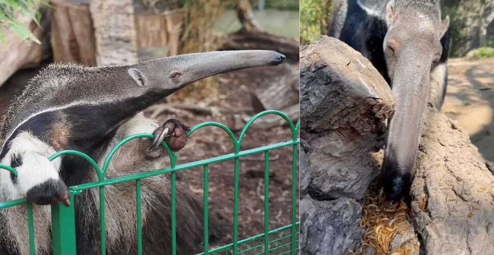 चींटीखोर का हैरान करने वाला वीडियो: कीड़ों का काल