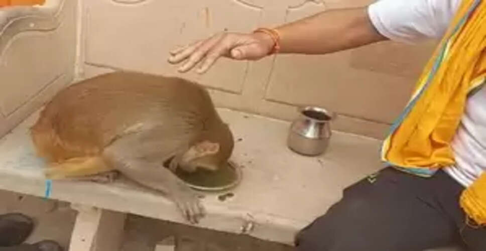 मथुरा में रोज यमुना किनारे श्याम घाट पर भांग पीने आता है एक बंदर