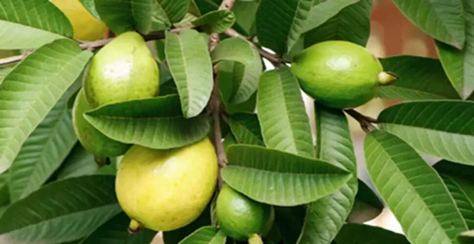 घर में अमरूद का पेड़ लगाने के लाभ और धार्मिक महत्व