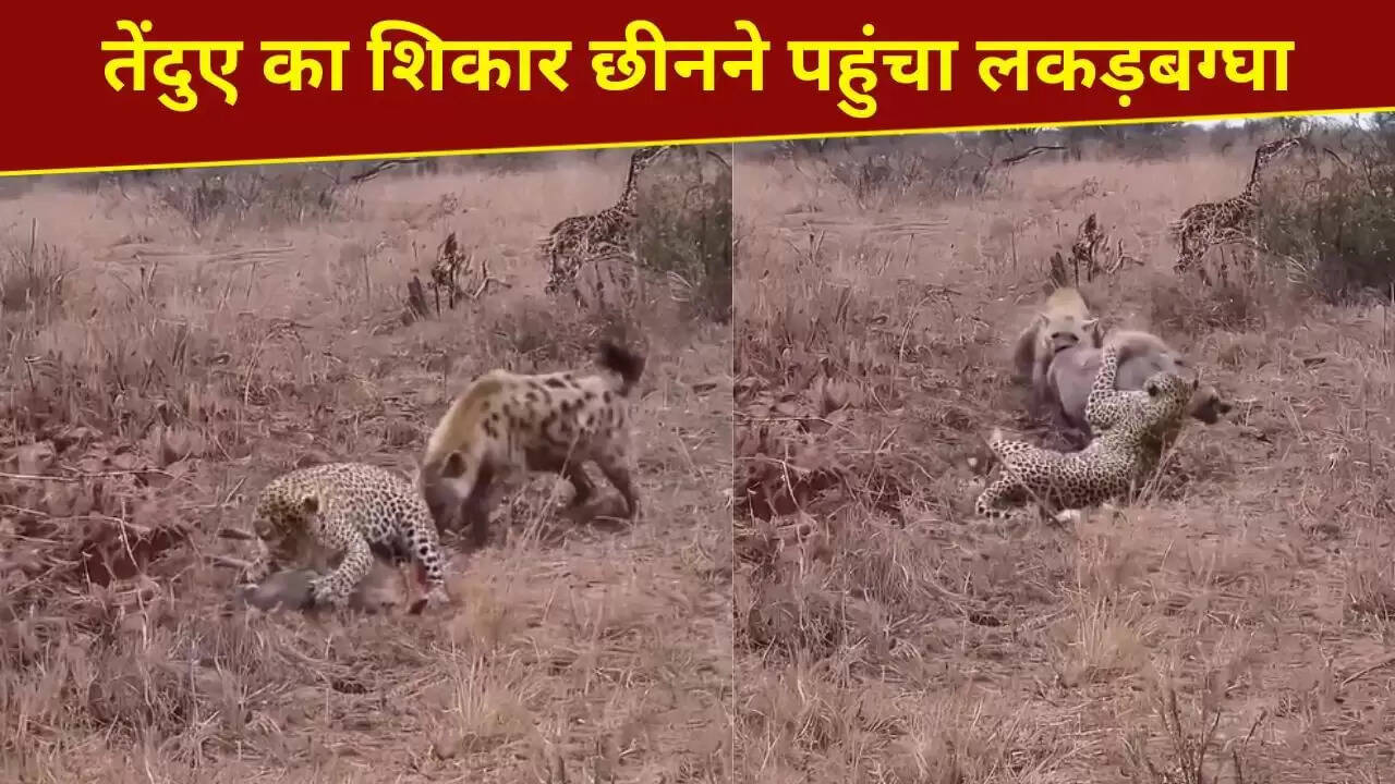 तेंदुए और लकड़बग्घे का रोमांचक शिकार: वायरल वीडियो