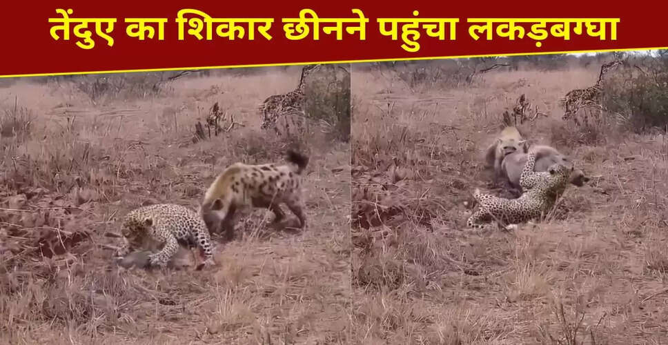 तेंदुए और लकड़बग्घे का रोमांचक शिकार: वायरल वीडियो