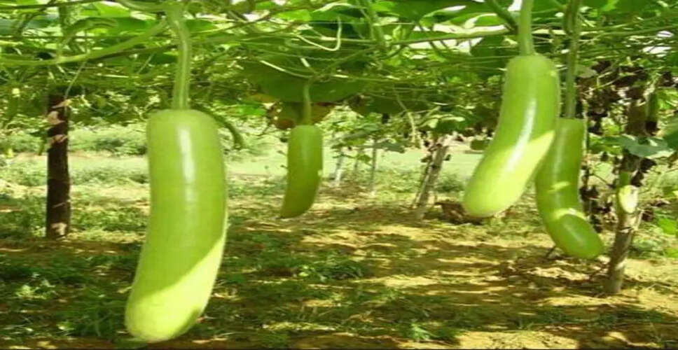 लौकी: स्वास्थ्य के लिए लाभकारी सब्जी और इसकी खेती