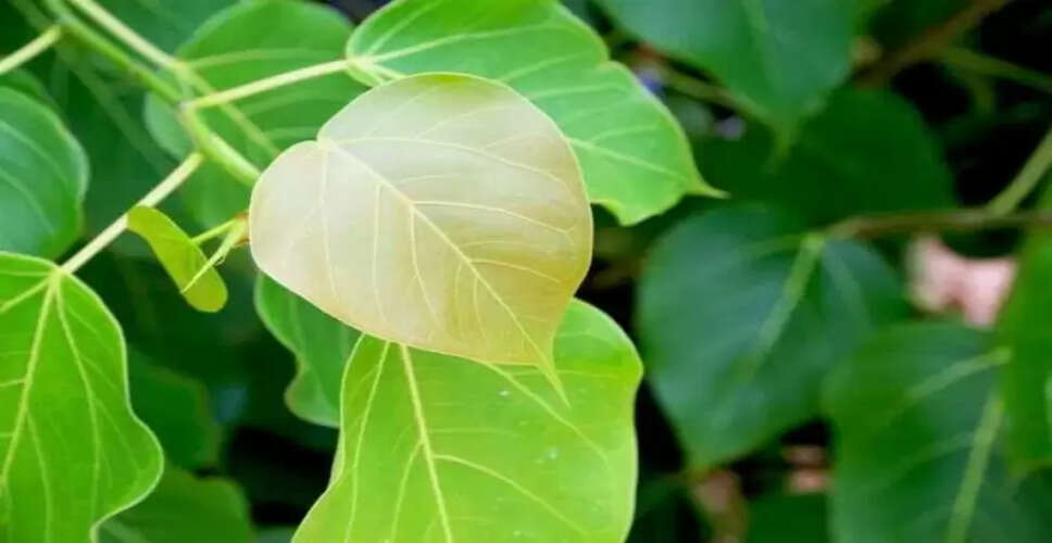पीपल के पत्तों के अद्भुत स्वास्थ्य लाभ
