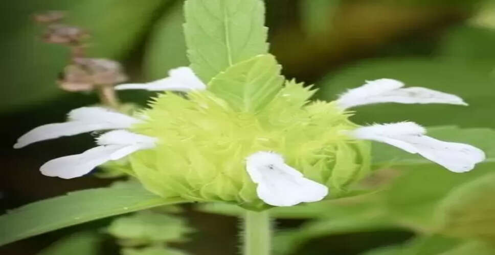 थकान, अनिद्रा और तनाव से राहत दिलाने का आसान उपाय है द्रोणपुष्पी