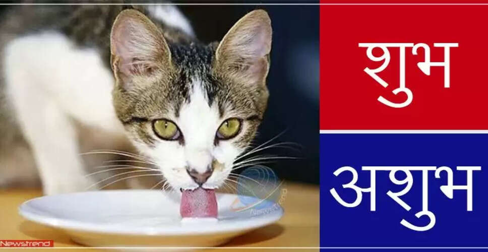 बिल्ली से जुड़ी रोचक मान्यताएं: क्या हैं शुभ-अशुभ संकेत?