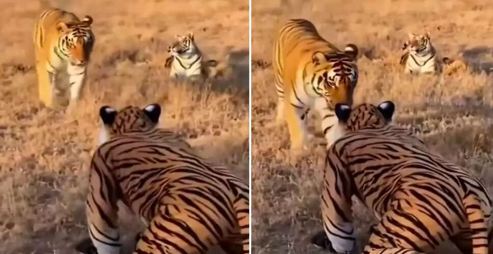 खतरनाक स्टंट: बाघ के बीच कॉस्ट्यूम पहनकर गया शख्स, वीडियो हुआ वायरल