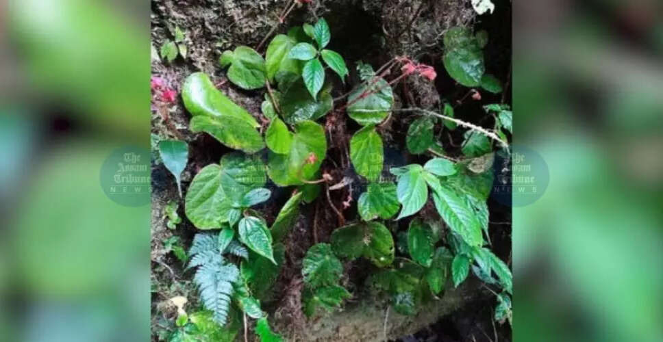 अरुणाचल प्रदेश में नई फूलों की प्रजाति की खोज
