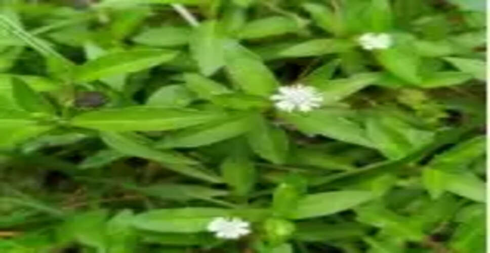बालों को काला और घना बनाता है 'भृंगराज', जानें तेल बनाने की विधि