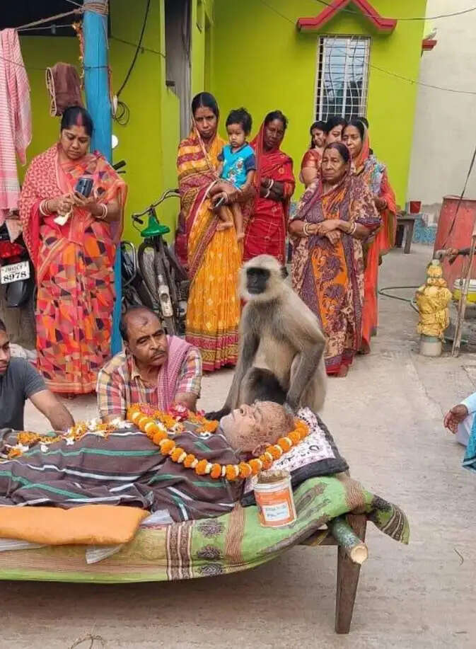 लंगूर ने दी बुजुर्ग की अंतिम यात्रा में श्रद्धांजलि
