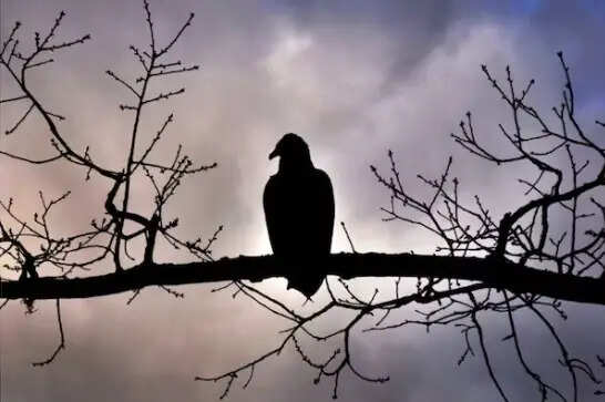 पशु-पक्षियों के संकेत: अपशकुन के संकेतों को समझें