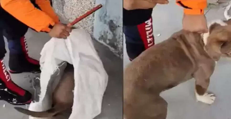 कुत्ते की वफादारी ने दिलों को छू लिया, लेकिन रेस्क्यू ने उठाए सवाल