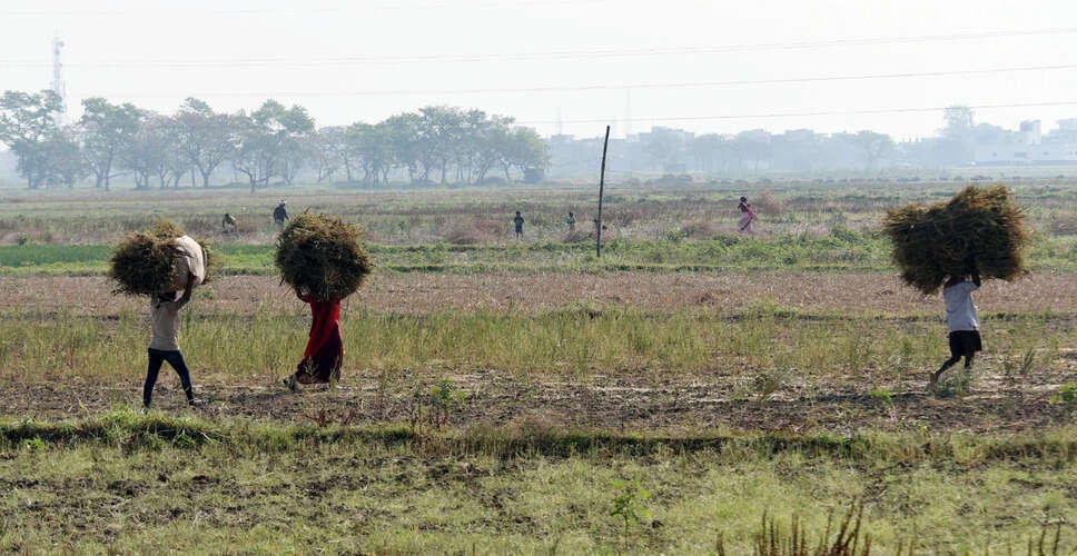 बिहार में अंजीर फल विकास योजना से किसानों को मिलेगा आर्थिक लाभ