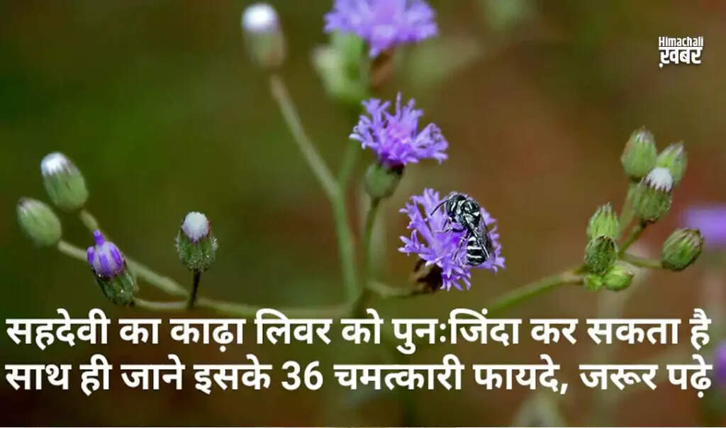 सहदेवी: एक अद्भुत औषधीय पौधा और इसके लाभ
