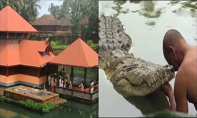 भारत का अनोखा शाकाहारी मगरमच्छ: बबिआ की कहानी