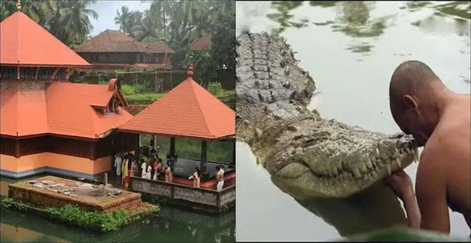 भारत का अनोखा शाकाहारी मगरमच्छ: बबिआ की कहानी