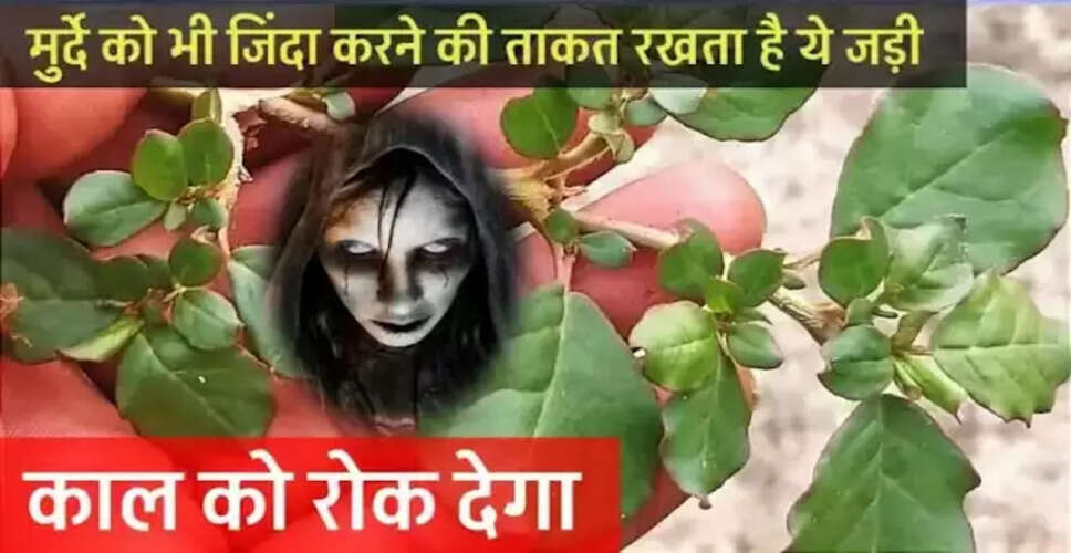 प्राचीन औषधीय पौधों की अद्भुत विशेषताएँ: अपराजिता और चिड़चिड़ा
