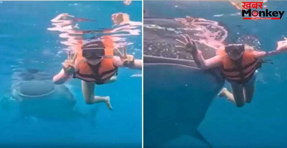 महिला का अंडरवाटर फोटोशूट, जब अचानक आई विशाल व्हेल शार्क