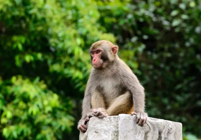 अच्छे समय के संकेत: जानें कैसे पहचानें शुभ अवसर